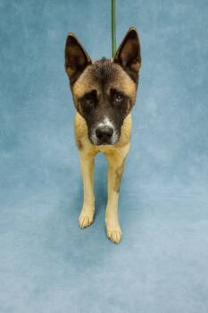 Rescue Mixed Breed Dogs for Adoption in Chickamauga, Georgia - Rahja-Hold Until EOD 11/17 | PetCurious