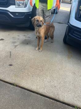 Rescue Shepherd Dogs for Adoption in Nacogdoches, Texas - Sheffield | PetCurious