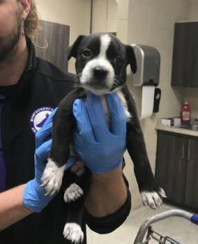 Pit Bull Terrier and Mixed Breed Dogs Available for Adoption - FELIX | PetCurious