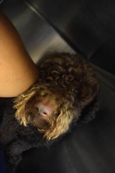 Swiss -  Poodle Dog for Adoption in Pahrump, Nevada - Swiss | PetCurious