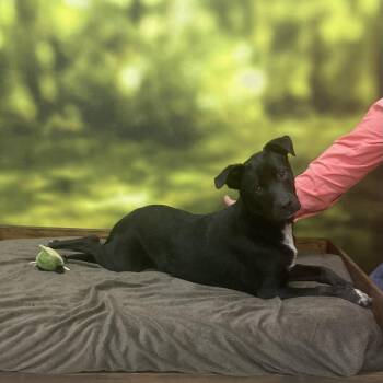 Mixed Breed Dogs Available for Adoption in Auburn, New Hampshire - Braxton | PetCurious