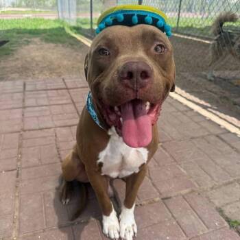 Rescue American Staffordshire Terrier Dogs for Adoption in Pittsburgh, Pennsylvania - Sampson | PetCurious