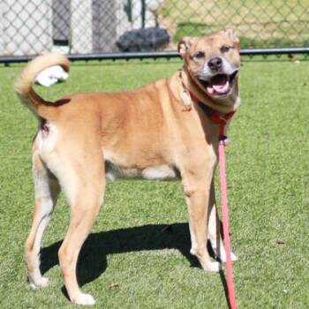 Rescue Retriever and Mixed Breed Dogs for Adoption in Atlanta, Georgia - Jericho | PetCurious