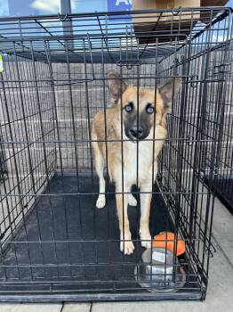 Hera -  Australian Shepherd and Border Collie Dog for Adoption in Fort Collins, Colorado - Hera | PetCurious