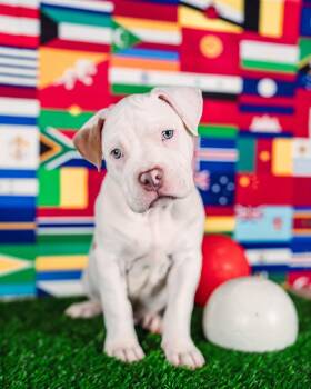 Messi -  American Bulldog Dog for Adoption in Avon, Connecticut - Messi | PetCurious