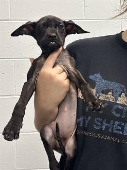 EENIE -  Pit Bull Terrier Dog for Adoption in Indianapolis, Indiana - EENIE | PetCurious