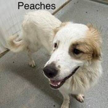 Peaches -  Great Pyrenees and Australian Shepherd Dog for Adoption in Kingman, Kansas - Peaches | PetCurious