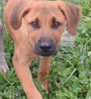 Nutmeg-Available www.lhar.dog to apply -  Labrador Retriever and Hound Dog for Adoption in Frederick, Maryland - Nutmeg-Available Www.lhar.dog To Apply | PetCurious