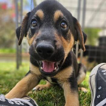 Gia -  German Shepherd Dog Dog for Adoption in Whittier, California - Gia | PetCurious