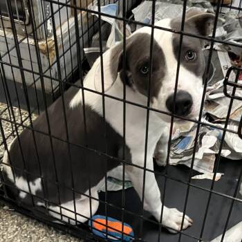 Smash -  Mixed Breed Dog for Adoption in Parma, Ohio - Smash | PetCurious