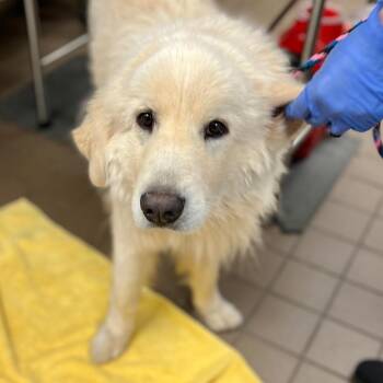 Mixed Breed Dogs Available for Adoption in Wantagh, New York - George | PetCurious