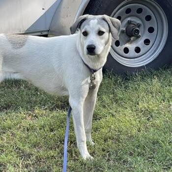 RILEY -  Labrador Retriever Dog for Adoption in Chicopee, Massachusetts - RILEY | PetCurious