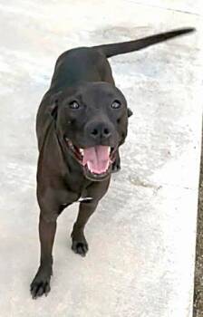 Gypsy - URGENT - 24-HOUR NOTICE -  Shepherd Dog for Adoption in Thousand Oaks, California - Gypsy - URGENT - 24-HOUR NOTICE | PetCurious