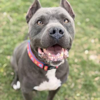 Pit Bull Terrier and Cane Corso Dogs Available for Adoption in Austin, Texas - Abu | PetCurious