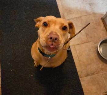 Beagle and Labrador Retriever Dogs Available for Adoption in Augusta, Georgia - Dolly (Mama Dog) | PetCurious