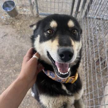 Husky and Mixed Breed Dogs Available for Adoption in Taos, New Mexico - Lavender | PetCurious