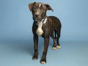 PRINCE CHARMING -  Pit Bull Terrier and Mixed Breed Dog for Adoption in Phoenix, Arizona - PRINCE CHARMING | PetCurious