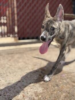 Bonnie -  Smooth Fox Terrier and Mixed Breed Dog for Adoption in Morton Grove, Illinois - Bonnie | PetCurious