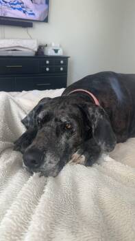 Great Dane Dogs Available for Adoption - Kahlua | PetCurious