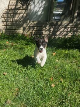 Peppy -  Mixed Breed Dog for Adoption in Columbus, Ohio - Peppy | PetCurious