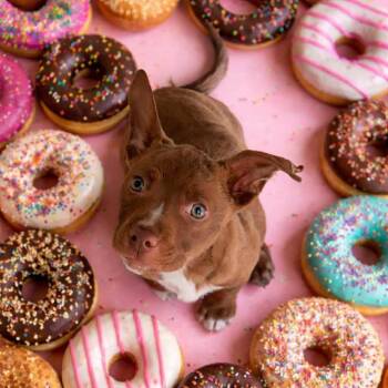 Pit Bull Terrier Dogs Available for Adoption - Donut | PetCurious