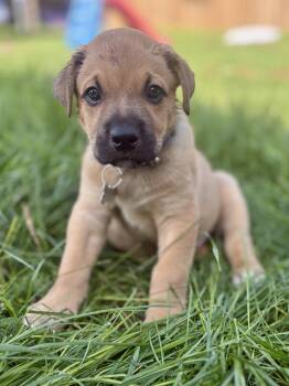 Benny -  Mixed Breed Dog for Adoption in Saskatoon, Saskatchewan - Benny | PetCurious
