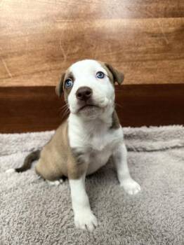 Valia -  Husky and German Shepherd Dog Dog for Adoption in Spokane, Washington - Valia | PetCurious