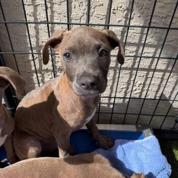 Mixed Breed Dogs Available for Adoption in Titusville, Florida - Alejandro | PetCurious