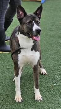 Rescue Husky and Shepherd Dogs for Adoption in Rockwall, Texas - Squishy | PetCurious