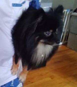 Shadow -  Pomeranian Dog for Adoption in Warren, Michigan - Shadow | PetCurious