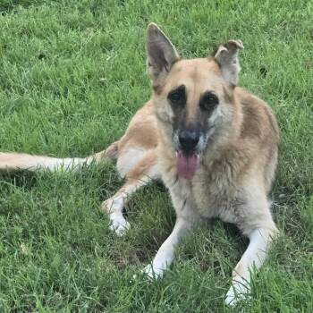 Kona -  German Shepherd Dog Dog for Adoption in Greeneville, Tennessee - Kona | PetCurious