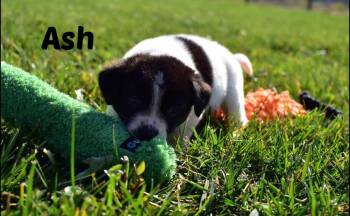 Rescue Border Collie and Labrador Retriever Dogs for Adoption in Seymour, Indiana - Ash | PetCurious
