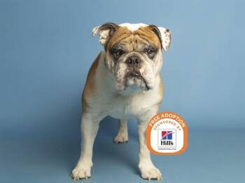RAMBO -  English Bulldog Dog for Adoption in Phoenix, Arizona - RAMBO | PetCurious