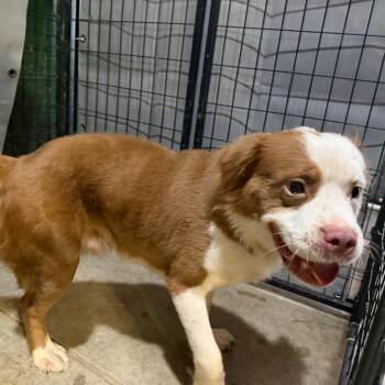 Byson -  Terrier Dog for Adoption in Birmingham, Alabama - Byson | PetCurious
