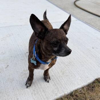 Chihuahua Dogs Available for Adoption - Brenda | PetCurious