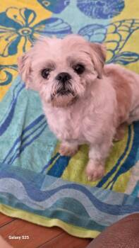 Brussels Griffon and Shih Tzu Dogs Available for Adoption - Oscar | PetCurious