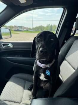 Nova -  Labrador Retriever and Pointer Dog for Adoption in Johnston, Iowa - Nova | PetCurious