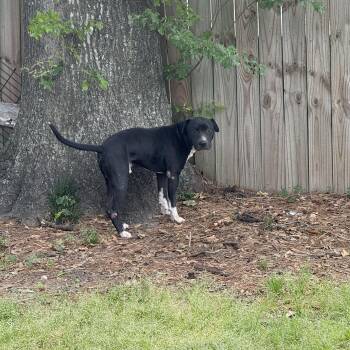 Shepherd Dogs Available for Adoption - CARLITO | PetCurious