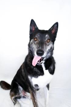 Skift -  Husky Dog for Adoption in Bixby, Oklahoma - Skift | PetCurious