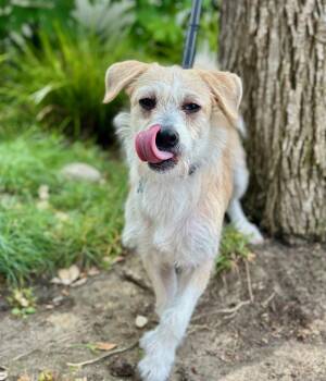 Parson Russell Terrier Dogs Available for Adoption in Palo Alto, California - Pokey | PetCurious