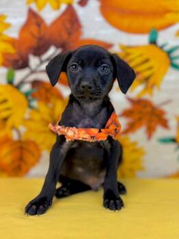 Moe -  Chihuahua Dog for Adoption in Nacogdoches, Texas - Moe | PetCurious