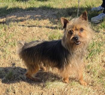 Yorkshire Terrier Dogs Available for Adoption - Chloe | PetCurious