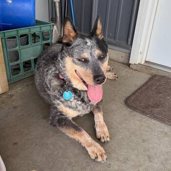Blu -  Australian Cattle Dog Blue Heeler Dog for Adoption in Carroll, Iowa - Blu | PetCurious