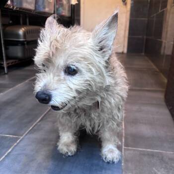 Duke -  Terrier and Mixed Breed Dog for Adoption in San Francisco, California - Duke | PetCurious
