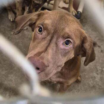 Fum -  Retriever and Black Mouth Cur Dog for Adoption in Cleveland, Mississippi - Fum | PetCurious