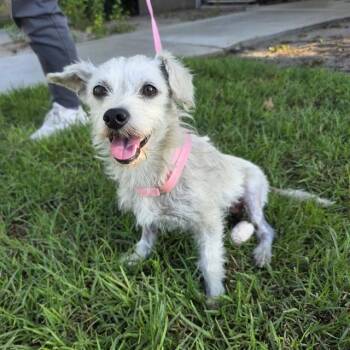 HANALEI -  Terrier and Mixed Breed Dog for Adoption in Long Beach, California - HANALEI | PetCurious