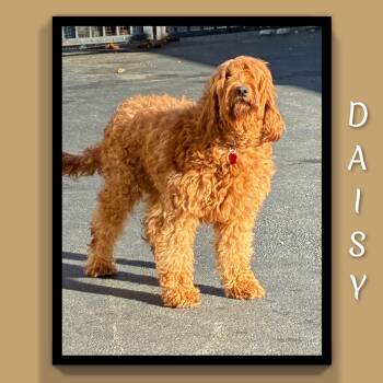 Daisy -  Goldendoodle Dog for Adoption in Fredericksburg, Virginia - Daisy | PetCurious