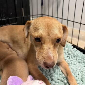 Regina -  Chihuahua and Mixed Breed Dog for Adoption in Evensville, Tennessee - Regina | PetCurious