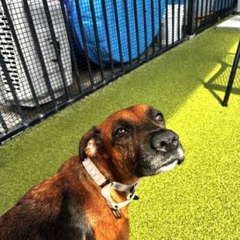 Kanga -  Mixed Breed Dog for Adoption in Merriam, Kansas - Kanga | PetCurious