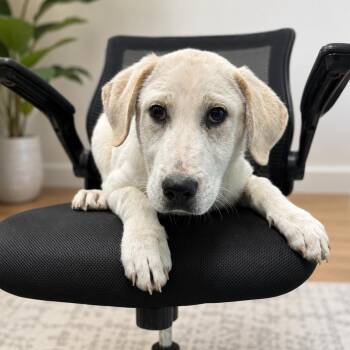 Labrador Retriever and Mixed Breed Dogs Available for Adoption in Corsicana, Texas - Lady May P45845 | PetCurious
